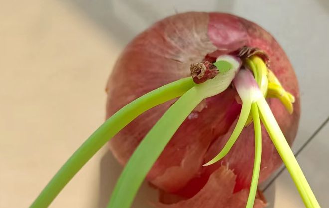 这菜堪称心脏的IM电竞“阿司匹林”！秋天三天两头吃1次血管通畅还能给身体杀杀菌(图1)