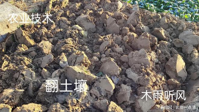 怎样用生石灰给土壤消毒？什么样的土IM电竞壤不能用石灰？(图2)