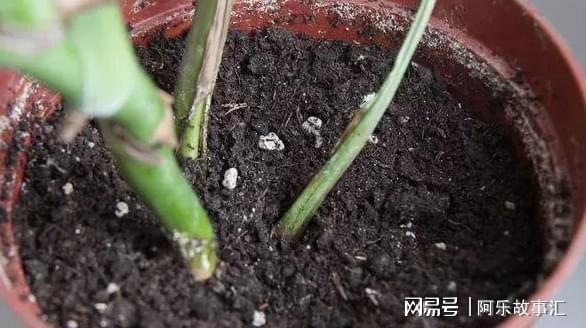 养花种草换土该如何消毒杀菌？3个小方法操作简单、减少虫害IM电竞(图2)