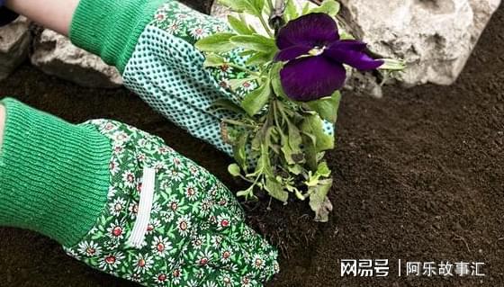 养花种草换土该如何消毒杀菌？3个小方法操作简单、减少虫害IM电竞(图1)