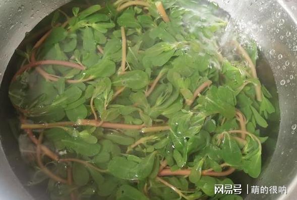 它是“天然杀菌素”简单一拌抗菌消炎还驱暑三伏天不懂吃可惜！(图4)