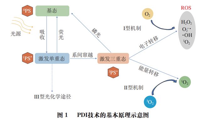 《食品科学》：东北农业大学孔保华教授等：光动力灭活在食品杀菌保鲜中的研究进展IM电竞(图2)