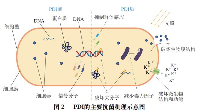 《食品科学》：东北农业大学孔保华教授等：光动力灭活在食品杀菌保鲜中的研究进展IM电竞(图4)