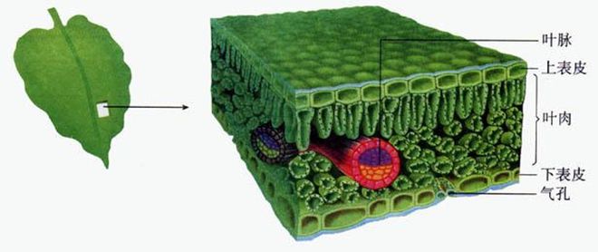 植物源杀菌剂CE大蒜素：防治细菌性病害缓解农药抗药性(图1)